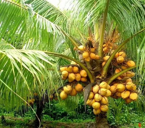 Coconut Suppliers